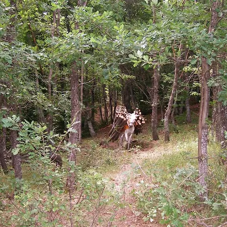 مانيس Nimfaíon